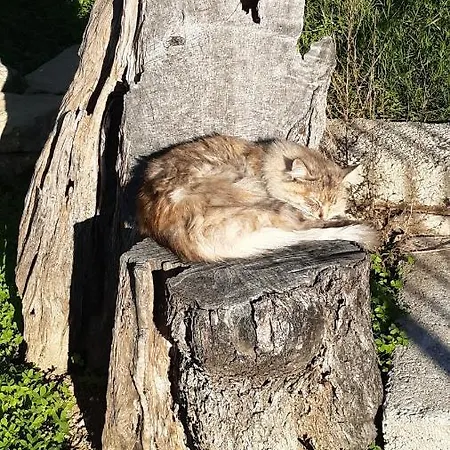 Fiorentina E La Costa Dei Trabocchi Appartement *