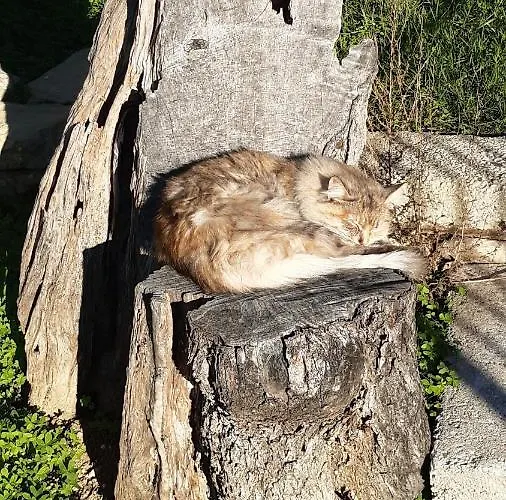 Fiorentina E La Costa Dei Trabocchi Apartment *